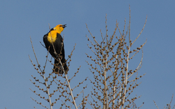 Yellow-headed Bl.jpg